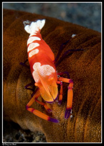 Emperor shrimp by Dray Van Beeck 